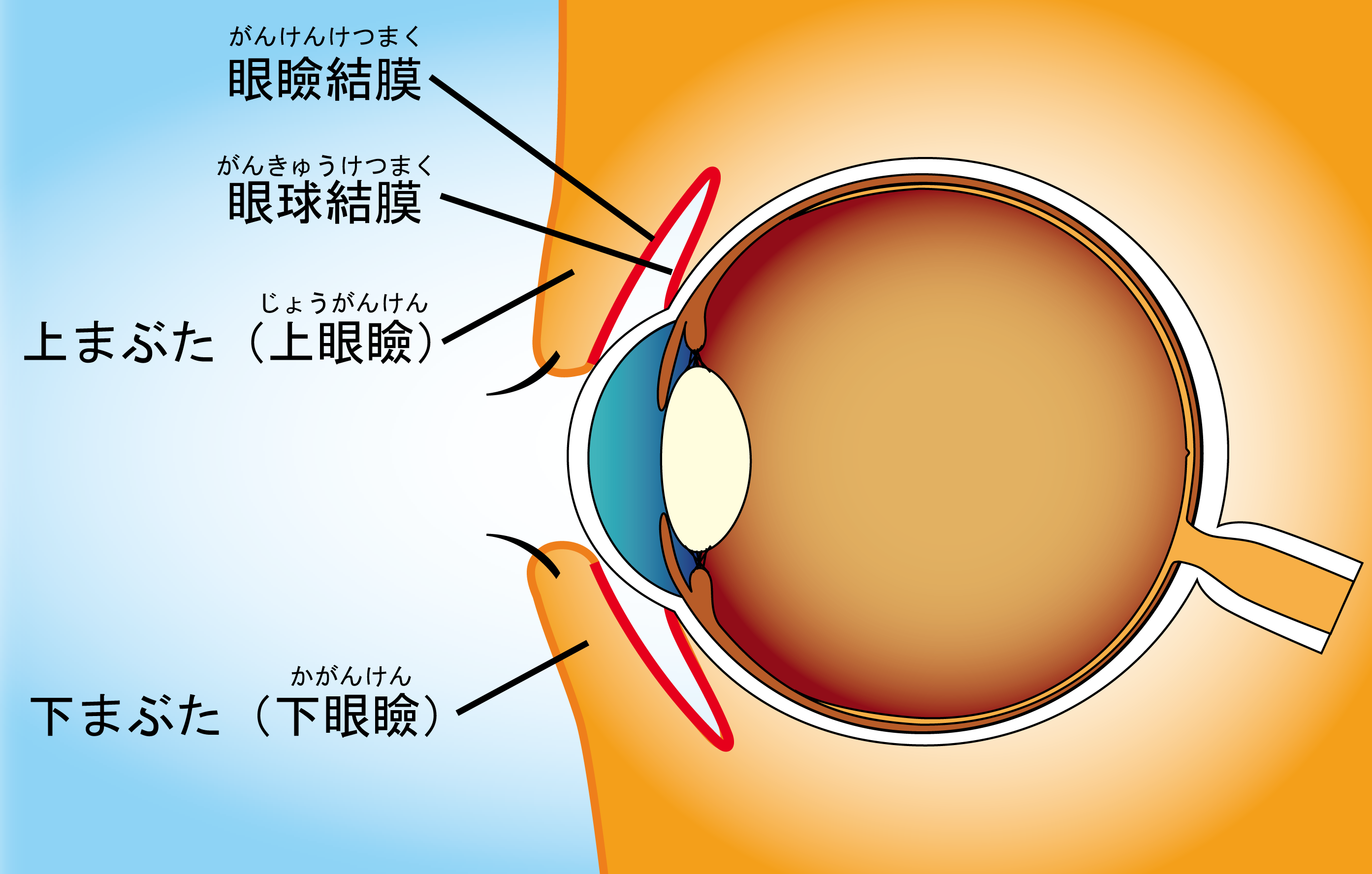 結膜 眼球